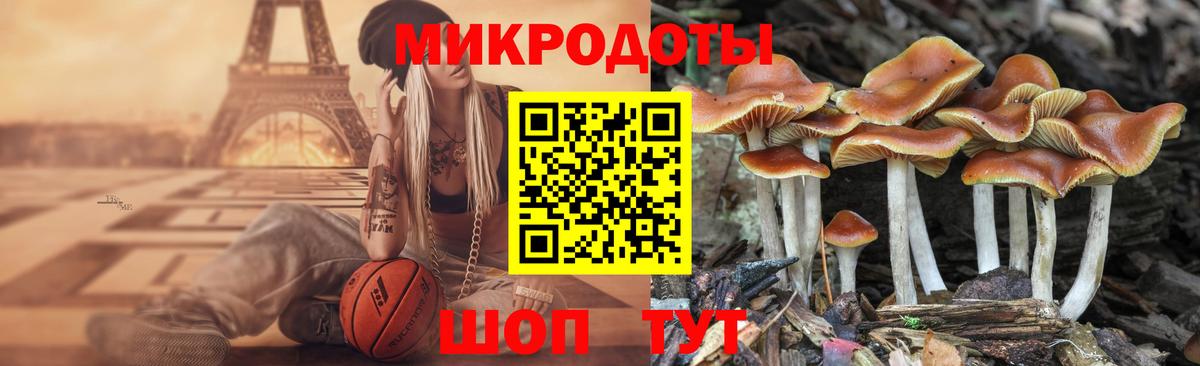 Горно-Алтайск  Псилоцибиновые грибы Psilocybe  Вход с VPN 